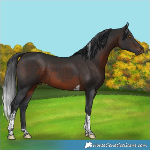 Horse Color:Brown Tobiano