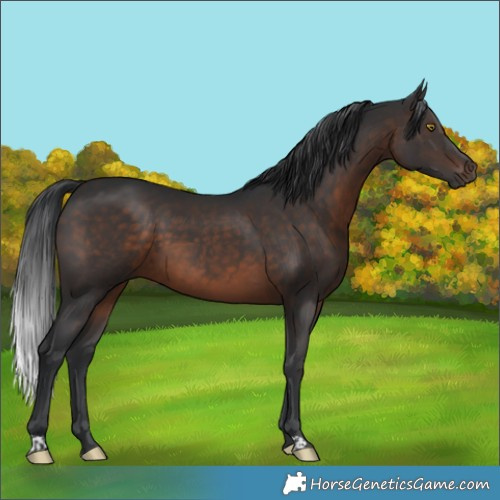Horse Color:Brown 