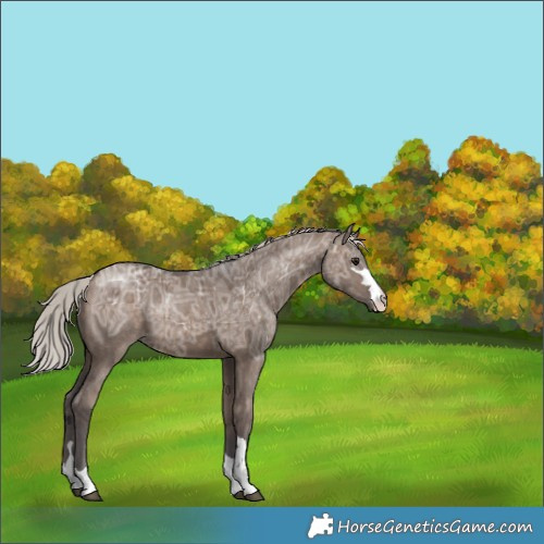Horse Color:Unknown 