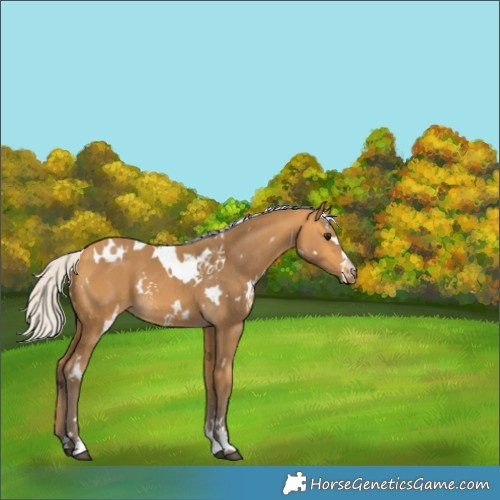Horse Color:Unknown 