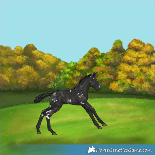 Horse Color:White Spotted Liver Chestnut Sabino 