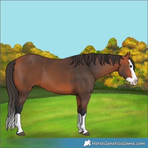 Horse Color:Bay Splash 
