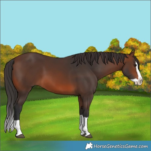 Horse Color:Brown Splash 