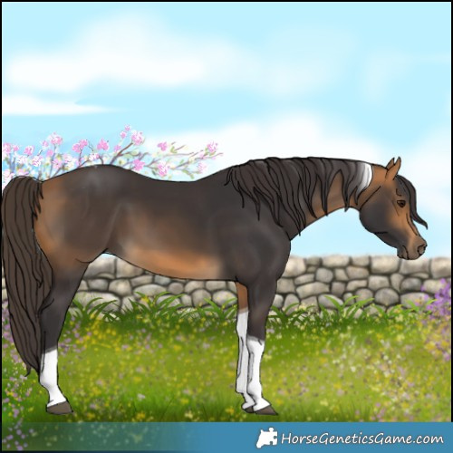 Horse Color:Buckskin Tobiano 