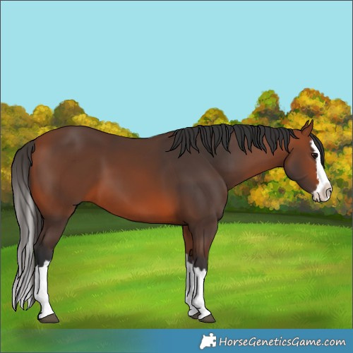 Horse Color:Bay Splash