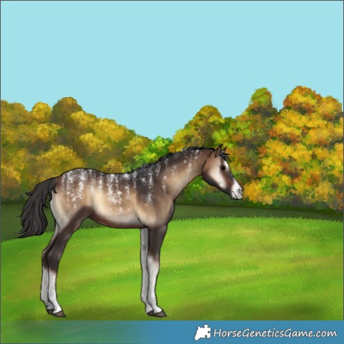 Horse Color:Unknown 