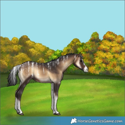 Horse Color:Unknown 