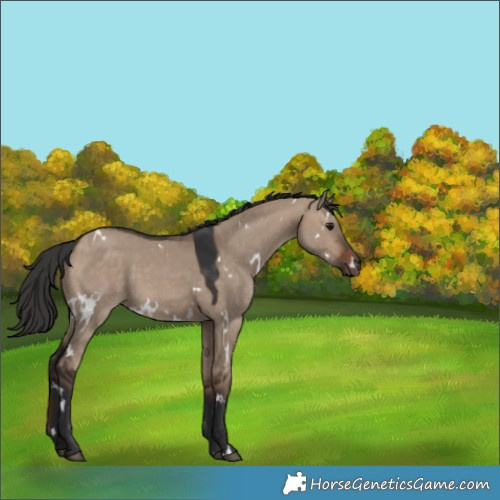Horse Color:Unknown 