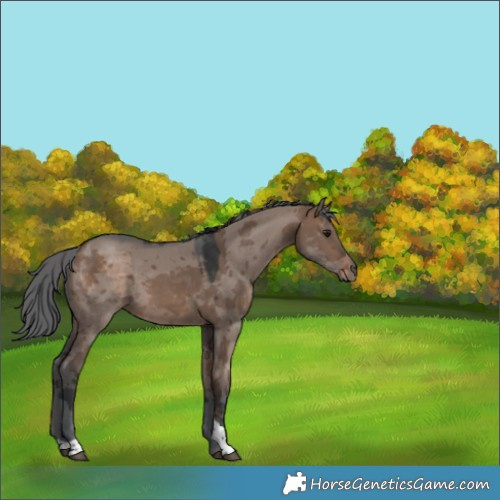 Horse Color:Unknown 