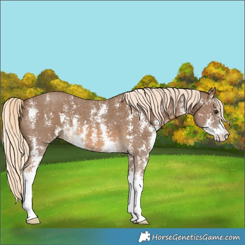 Horse Color:Chocolate Palomino Sabino