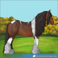 Horse Color:Bay Tobiano Rabicano