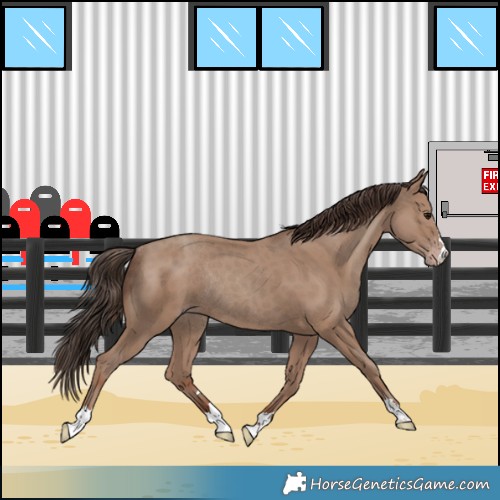 Horse Color:Classic Champagne Rabicano