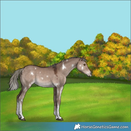 Horse Color:Unknown 