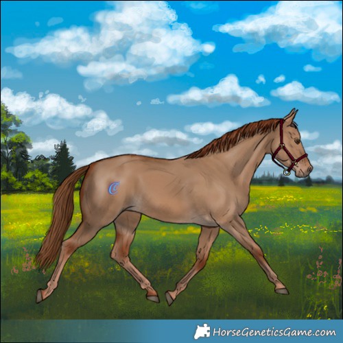 Horse Color:Red Dun 