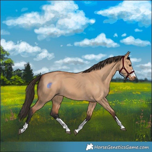Horse Color:Bay Dun