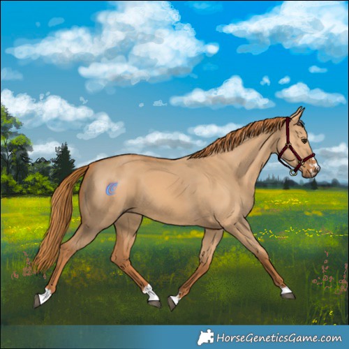 Horse Color:Red Dun 