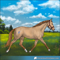 Horse Color:Red Dun 