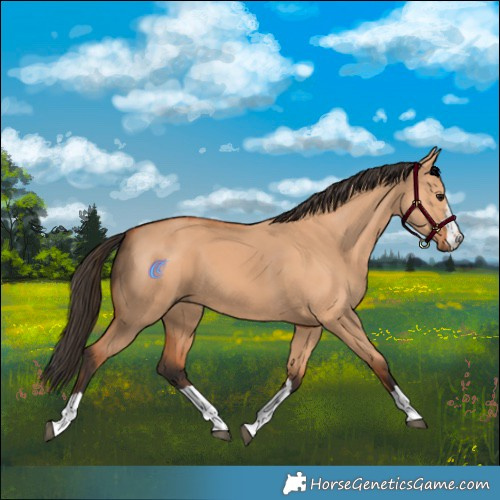 Horse Color:Bay Dun