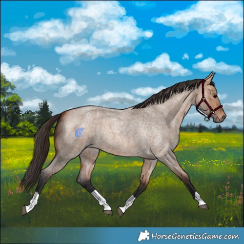 Horse Color:Bay Roan Dun