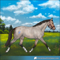 Horse Color:Bay Roan Dun
