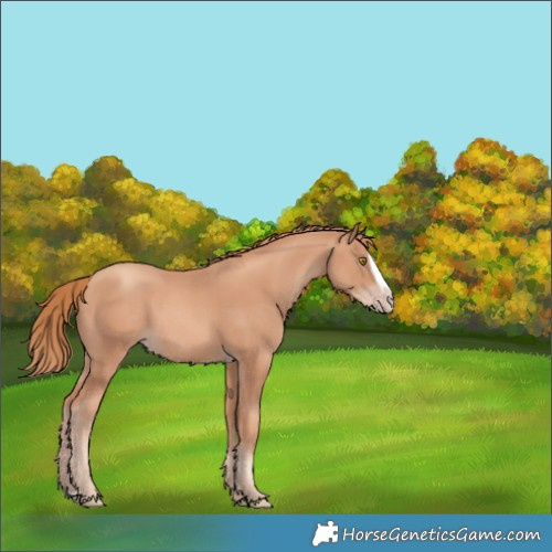 Horse Color:Gold Champagne Splash 