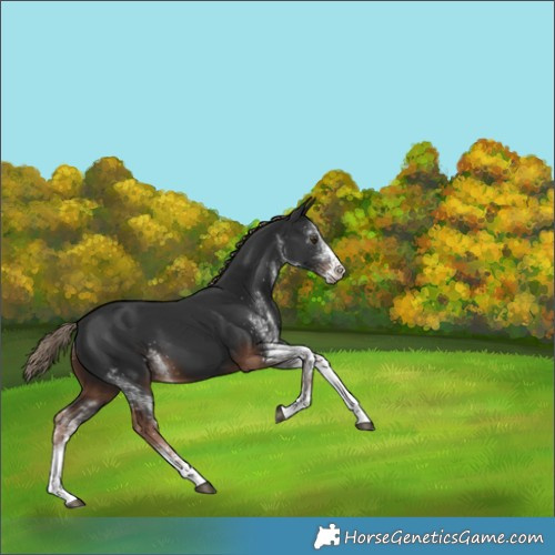 Horse Color:White Spotted Liver Chestnut 