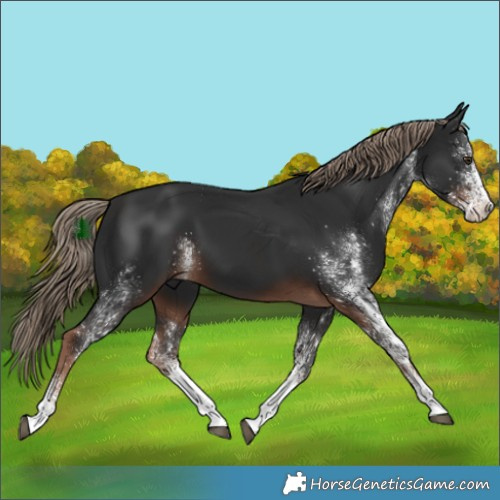 Horse Color:White Spotted Liver Chestnut