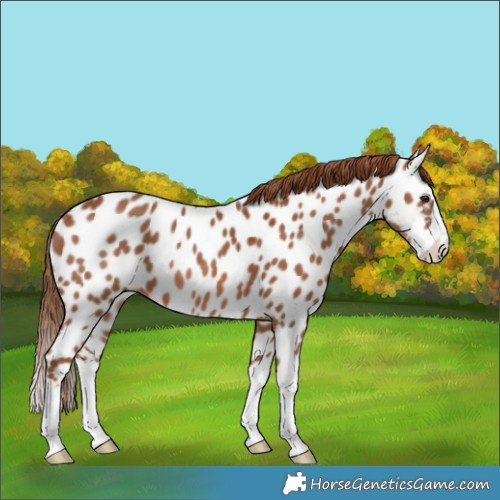 Horse Color:Chestnut Splash Near Leopard Rabicano 