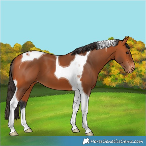 Horse Color:Bay Tobiano Varnish