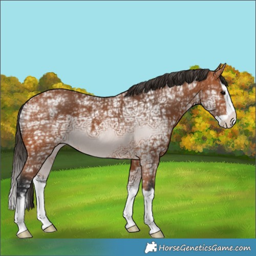 Horse Color:Bay Ice Splash Varnish 