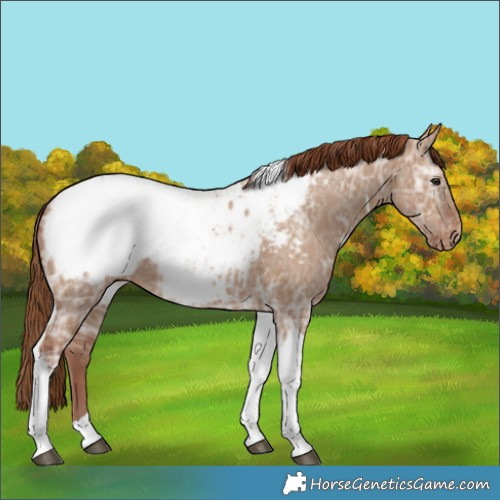 Horse Color:Red Dun Ice Tobiano Snowcap 