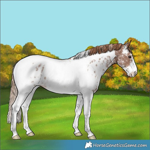 Horse Color:Chestnut Ice Sabino Tobiano Blanket Rabicano