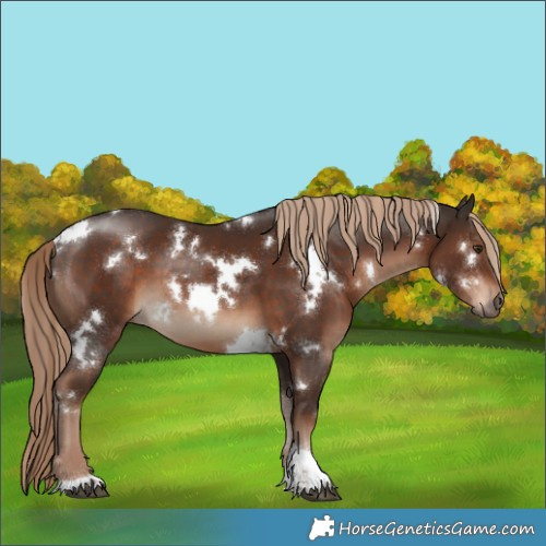 Horse Color:White Spotted Liver Chestnut Tobiano 