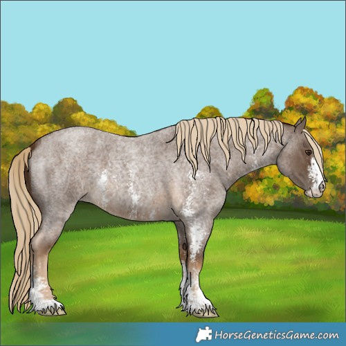 Horse Color:Chocolate Palomino Roan Sabino 