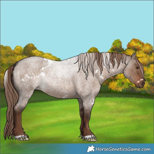 Horse Color:White Spotted Liver Red Dun Roan