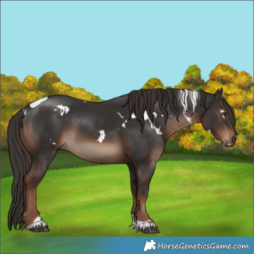 Horse Color:White Spotted Liver Chestnut Tobiano