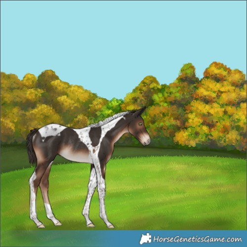 Horse Color:Liver Chestnut Tobiano Rabicano 