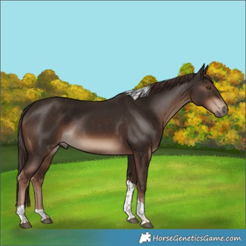 Horse Color:Liver Chestnut Tobiano Rabicano