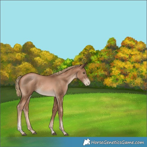 Horse Color:Liver Chestnut Pearl Tobiano Rabicano 