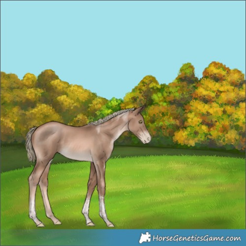 Horse Color:Liver Chestnut Pearl Mushroom Tobiano Rabicano 