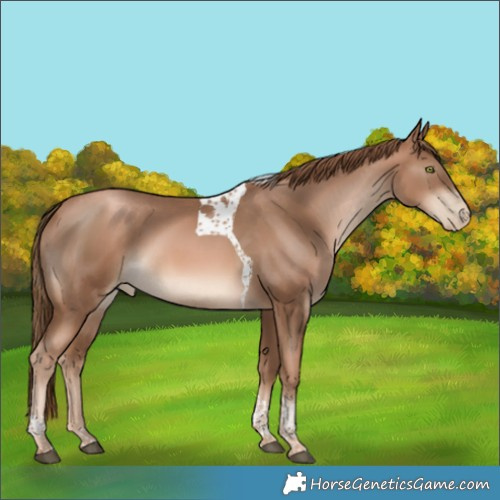 Horse Color:Liver Chestnut Pearl Tobiano Rabicano