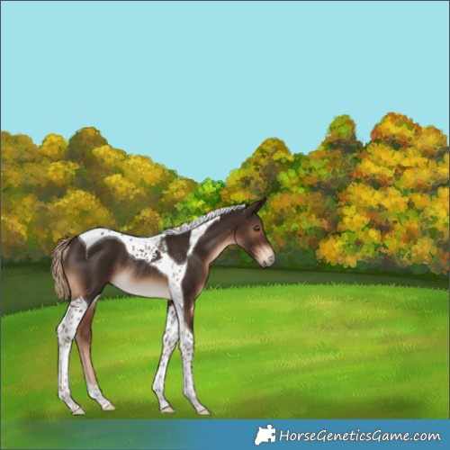 Horse Color:Liver Chestnut Tobiano Rabicano 