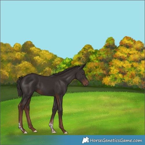 Horse Color:Liver Chestnut Tobiano Rabicano 