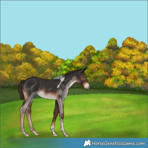 Horse Color:Liver Chestnut Tobiano Rabicano 