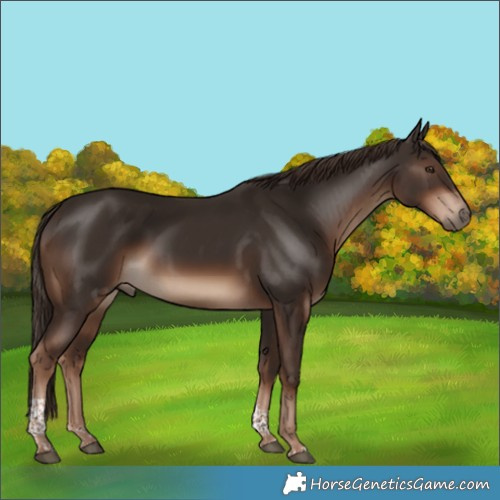 Horse Color:Liver Chestnut Tobiano Rabicano 