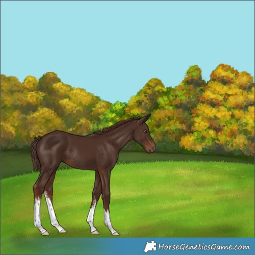 Horse Color:White Spotted Liver Chestnut Tobiano Rabicano 