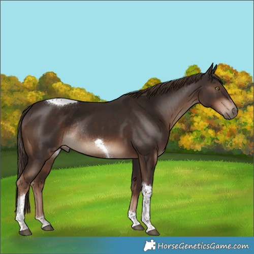 Horse Color:Liver Chestnut Tobiano Rabicano
