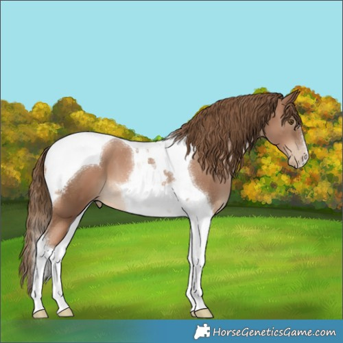 Horse Color:Liver Chestnut Pearl Tobiano