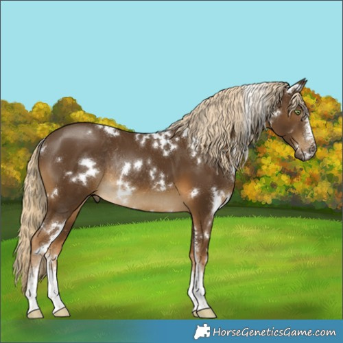 Horse Color:White Spotted Chocolate Palomino Sabino Rabicano