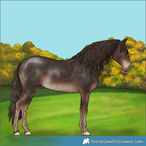 Horse Color:Liver Chestnut Rabicano 